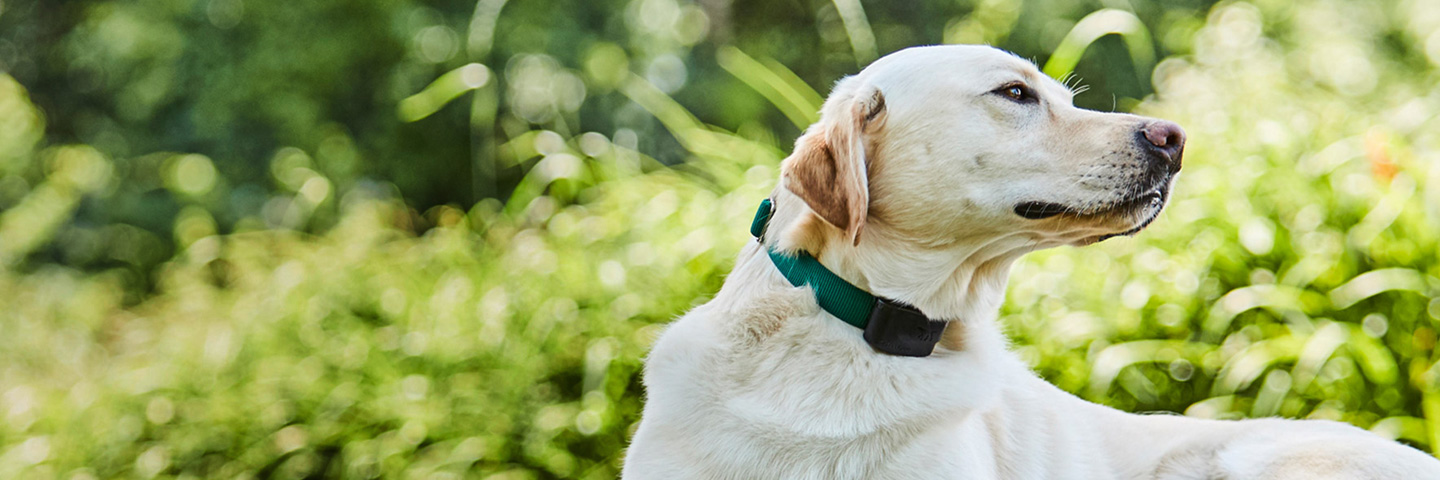 DogWatch of Middle Tennessee, Murfreesboro, TN | 1200Fence Slider Image