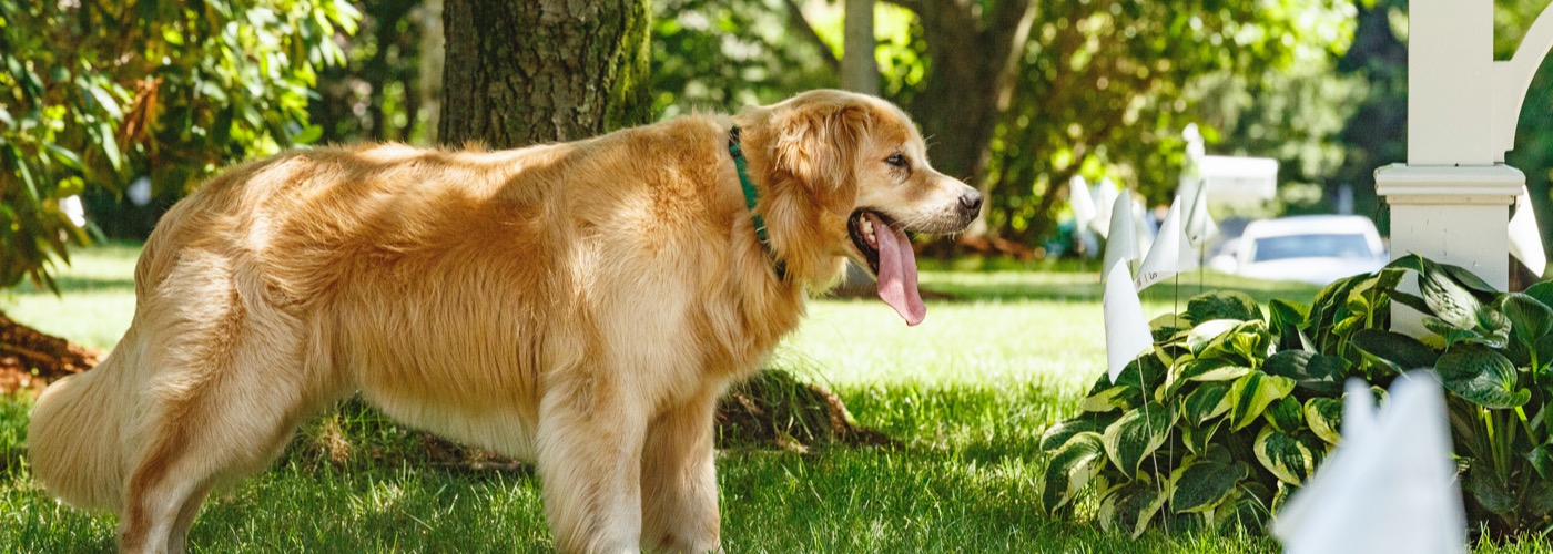 DogWatch of Middle Tennessee, Murfreesboro, TN | Outdoor Hidden Dog Fences Slider Image