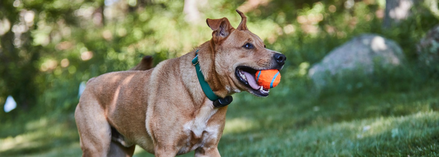 DogWatch of Middle Tennessee, Murfreesboro, TN | ProFenceX Slider Image